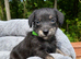 Jackapoo Puppies