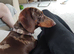 Miniature Dachshund 2 Years old