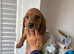 3 Miniature Dachshund puppies ( 2 Tan&1 long haired silver dapple )