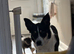 4 year old female border collie