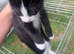 Kittens now ready to go 2now available