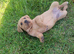 Stunning KC reg Labradoor puppies for sale
