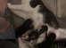 Kitten looking for loving home