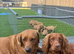 Cocker spaniel