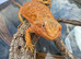 Bearded Dragons