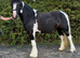 15.1/2H - Rising 5Yo - Piebald - Traditional Cob - Mare