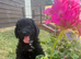 DNA health tests miniature Poodles