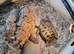 Female Horsefield Tortoise