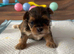 4 Gorgeous Shih Tzu boys available