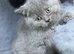Stunning BSH kittens