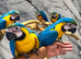Stunning Baby HandReared Super Tame Cuddly Blue & gold Macaw Parrot, 30