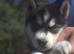 6 x stunning Siberian husky pups