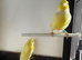 Yellow mosaic young pair