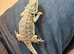Bearded dragons