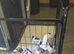 Frenchy cross jack Russell Terriers