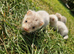 True micro ferrets