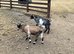 Pygmy Goat (wethers )