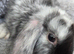 Beautiful mini lops boys and girls avalible .