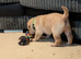 Labrador puppies