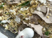 Fancy mice baby males & females
