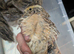 Got some 4&ndash;5 week old Coturnix quails looking for a new home