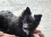 Pomeranian girl. 8 months old