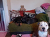 Staffy rottweiler  puppies 2 boys