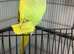 Baby green ring neck talking parrot
