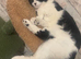 Missing black and white cat (Bambino)