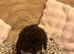 4 Stunning cockapoo puppies