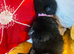 Outstanding Pedigree German Shepherd Puppies for Sale