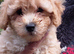 Poochoon pups