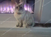 Ragdoll kitten