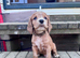 KC Registered Cocker spaniel’s