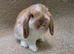 Baby Choc Tort butterfly mini lop buck