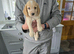 Working strain cocker spaniel pups