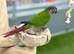 Green cheek conure