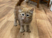 Beautiful fluffy ginger girl kitten