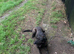 male dutch herder  x mali