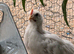 Free Zombie Roosters