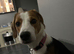 Callie is looking for a new loving home.