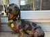 Miniature dachshund stud dog