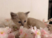 Beautiful Ragdoll kittens