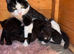 Kittens for sale