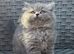 2 GCCF Blue  British Long Hair Kittens