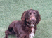 Cocker spainel