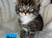 Maine conn x British shorthair