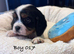 Gorgeous Cavalier Puppies
