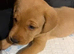 beautiful labrador puppies