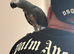 Congo African grey